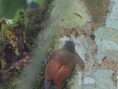 Sittasomus griseicapillus image