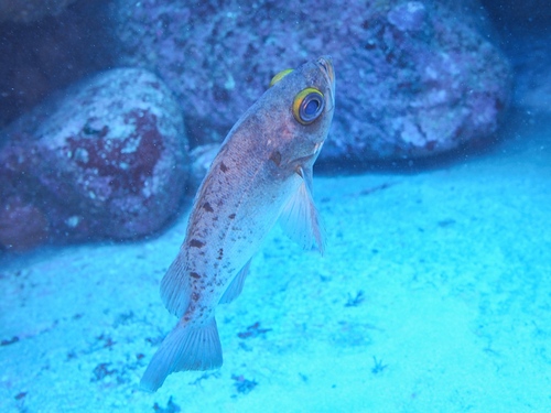 Dark-banded rockfish (Sebastes inermis) — Sebastidae — 5