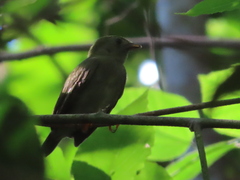 Chiroxiphia lanceolata image