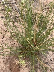 Lepidium fremontii