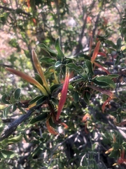 Anisotes rogersii