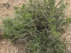 Tetradymia glabrata