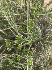 Tetradymia glabrata