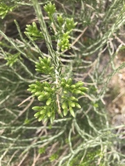 Tetradymia glabrata