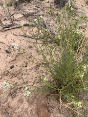 Lepidium fremontii