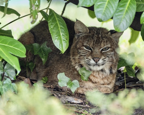 Bobcat photographed in Washington