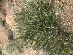 Tetradymia glabrata