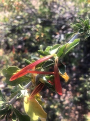 Anisotes rogersii