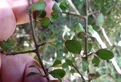 Coprosma rubra