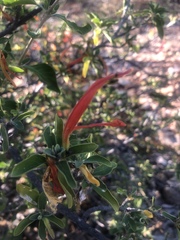 Anisotes rogersii
