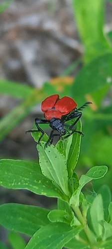 červenáčik ohnivý (Pyrochroa coccinea)