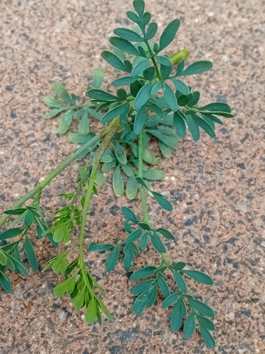Foto de Arruda