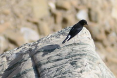 Oenanthe albonigra