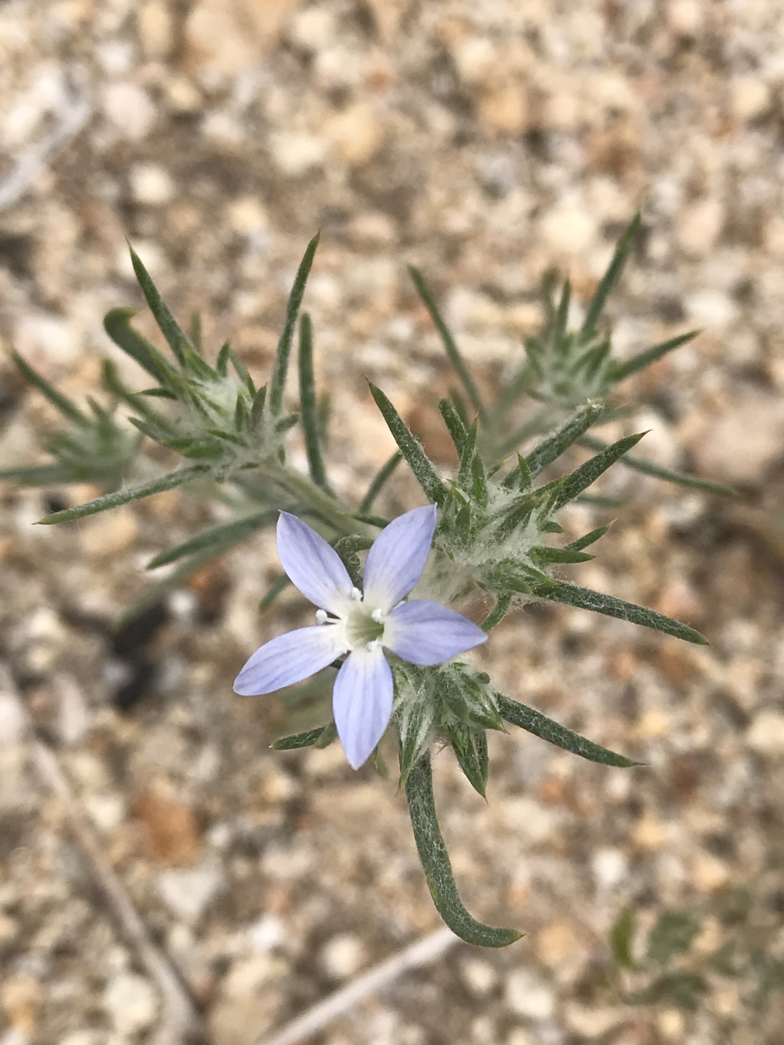 Eriastrum wilcoxii