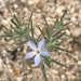 Eriastrum wilcoxii - Photo (c) Nature Ali,  זכויות יוצרים חלקיות (CC BY-NC-ND), uploaded by Nature Ali