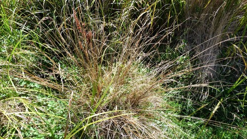 Carex petriei, photograph 6
