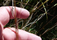Carex petriei