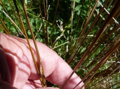 Carex petriei