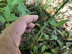 Thelesperma simplicifolium