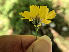 Thelesperma simplicifolium