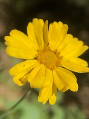 Thelesperma simplicifolium