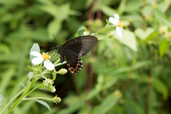 Papilio hermosanus