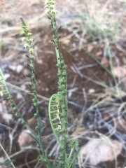 Heliotropium zeylanicum