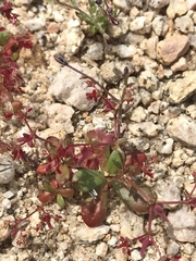 Centrostegia thurberi