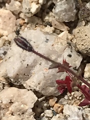 Centrostegia thurberi