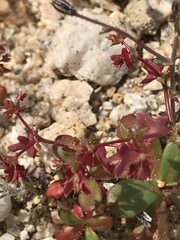 Centrostegia thurberi