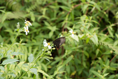 Papilio hermosanus