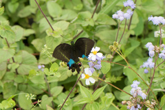 Papilio hermosanus