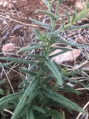 Heliotropium zeylanicum