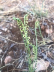 Heliotropium zeylanicum