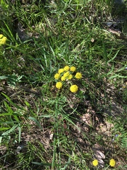 Lomatium triternatum
