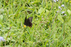 Papilio hermosanus