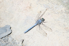 Orthetrum chrysostigma