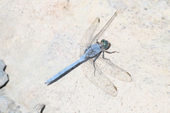 Orthetrum chrysostigma