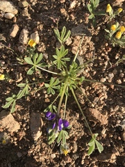 Lupinus odoratus