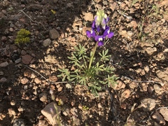 Lupinus odoratus