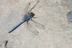 Orthetrum chrysostigma