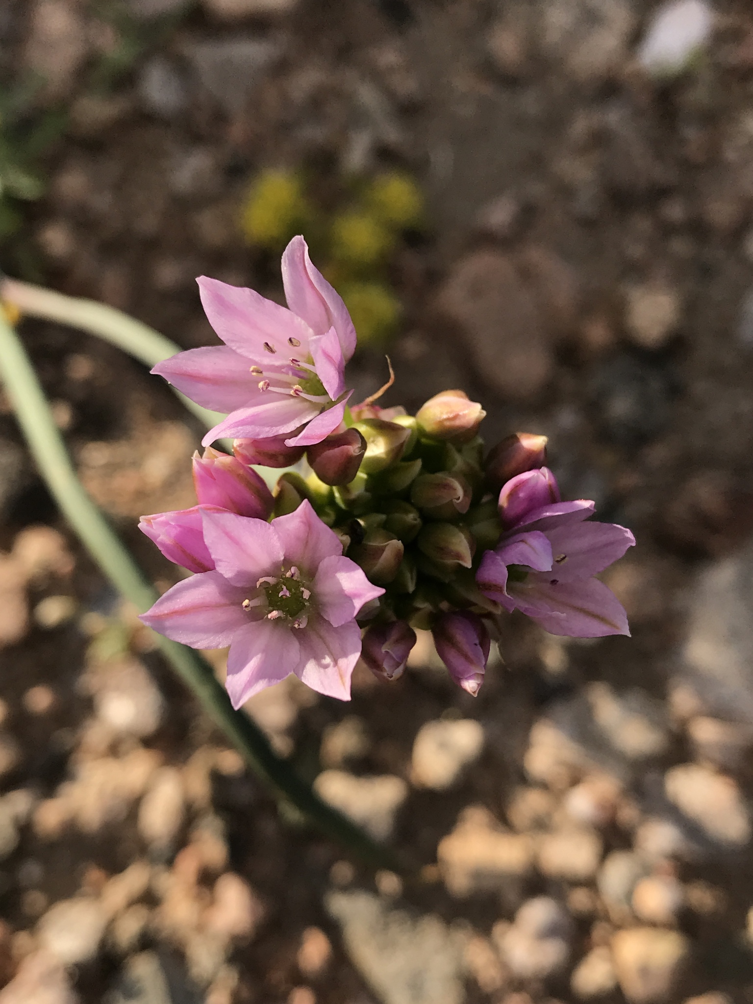 Allium fimbriatum var. mohavense