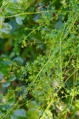 Galium porrigens porrigens