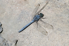 Orthetrum chrysostigma