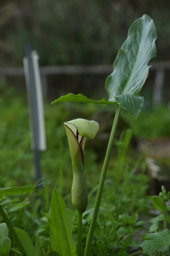Image of Arum hygrophilum by (c) Mitch Van Dyke, some rights reserved (CC BY)