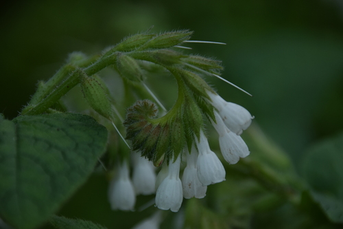 Image of Symphytum brachycalyx by (c) Mitch Van Dyke, some rights reserved (CC BY)