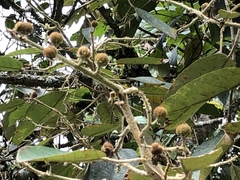 Croton magdalenensis