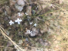 Kohautia caespitosa brachyloba