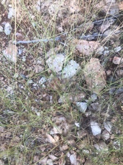 Kohautia caespitosa brachyloba