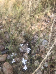 Kohautia caespitosa brachyloba